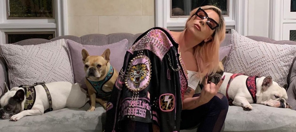 Lady Gaga ofrece recompensa de 358 millones de pesos a quien le entregue a sus perros