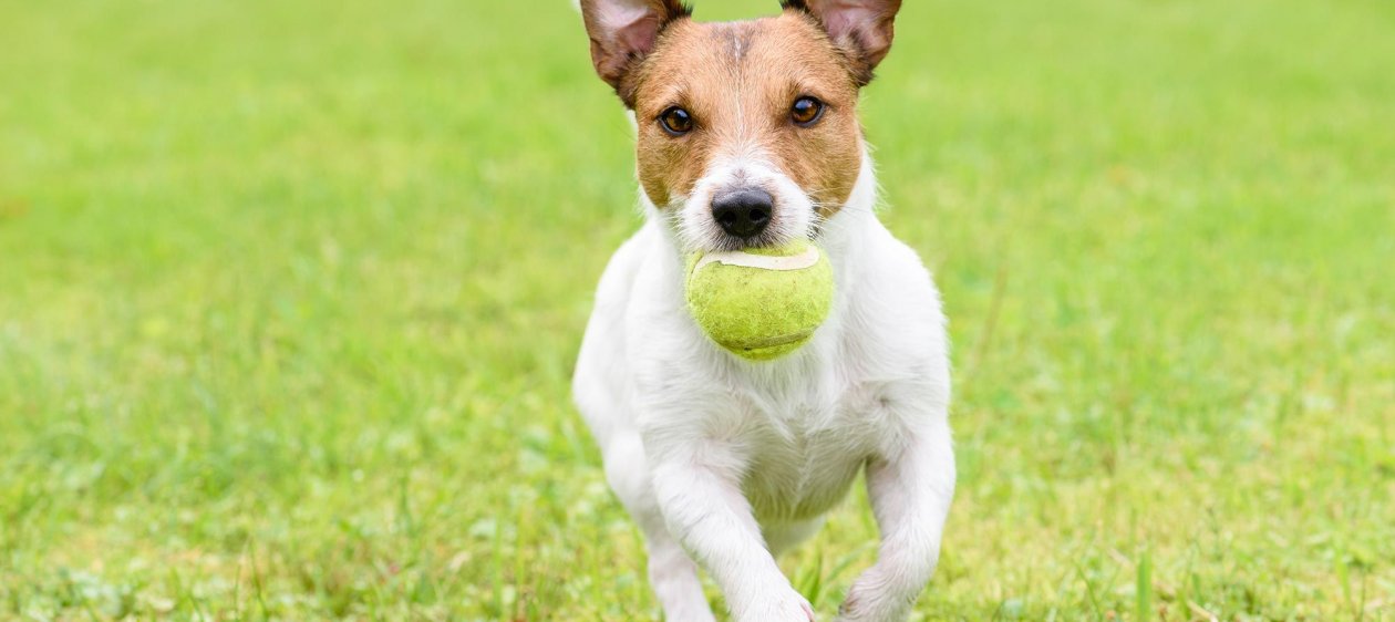 Así puedes entretener a tu mascota cuando no estás en tu casa