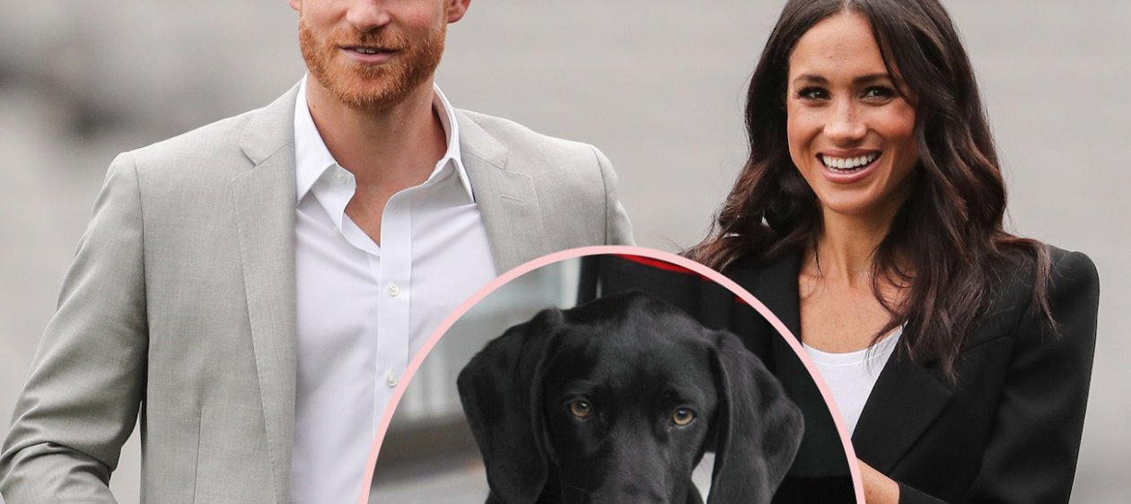 Pula, el especial nombre que lleva el labrador negro de Meghan y Harry