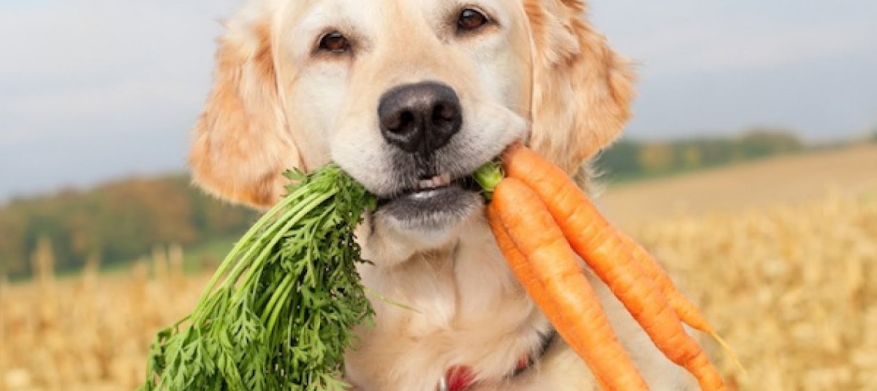 ¿Qué verduras pueden comer nuestros canes? Revisa aquí la lista