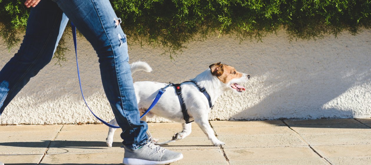 ¡Pobres animales! Ya no se podrán sacar permisos de paseo de mascotas