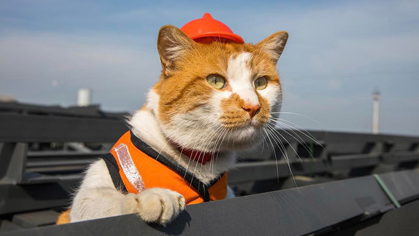 Conoce a Móstik, el gato más famoso de Rusia