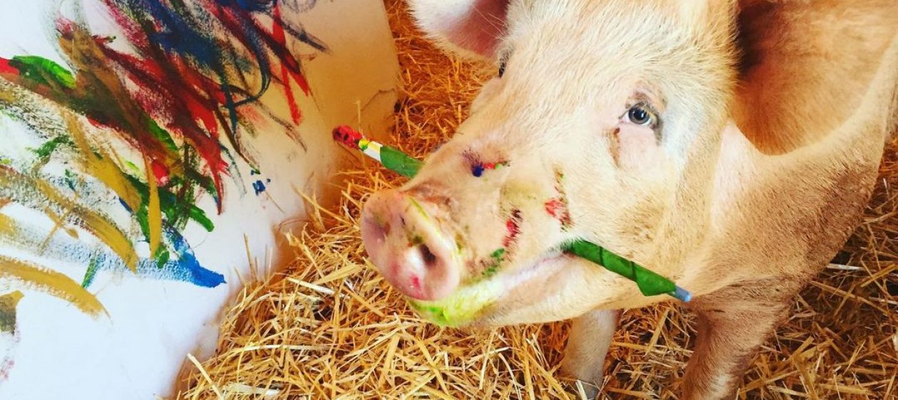 Conoce a Pigcasso, la cerdita artista que fue rescatada de un matadero