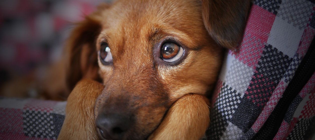 Expertos aconsejan no dar chocolate a mascotas por peligro de intoxicación