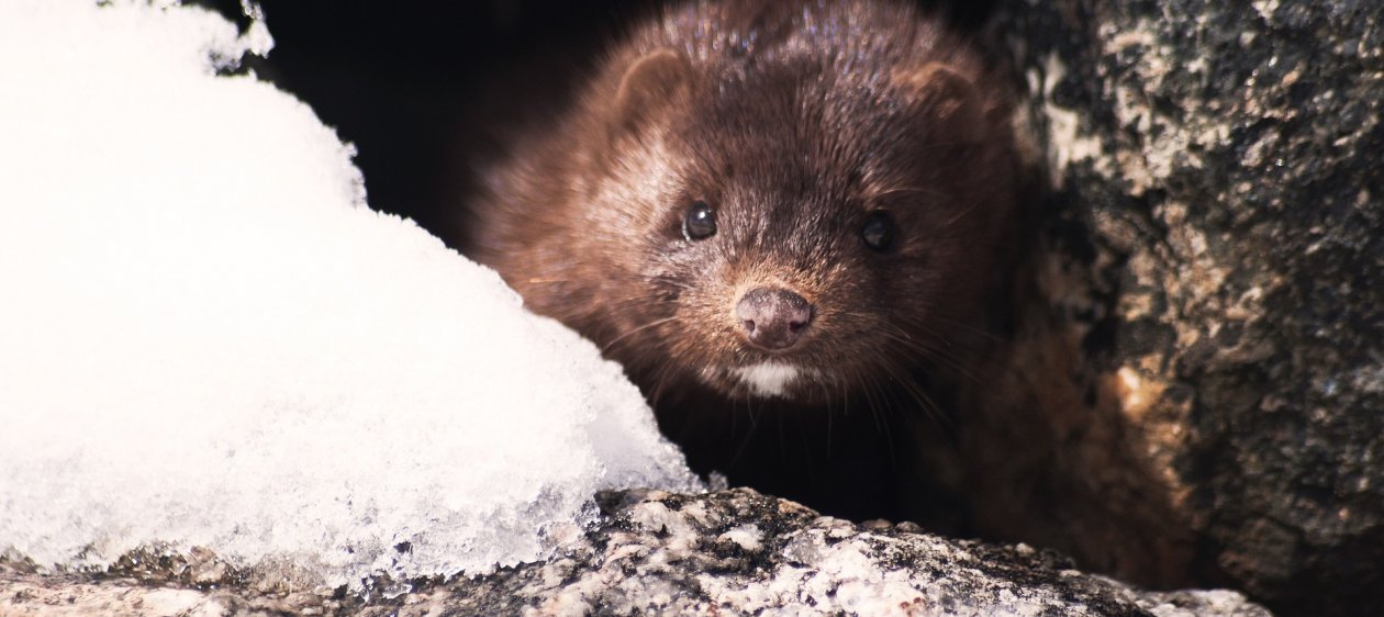 Estos son los animales investigados por la OMS sospechosos por originar el Covid-19