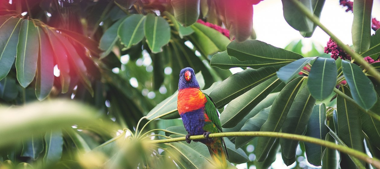 Investigadores crean mapa de dónde se esconderían especies desconocidas de animales