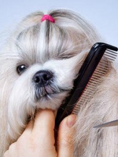 Programa de peluquería canina estadounidense fue acusado por abuso animal en Twitter