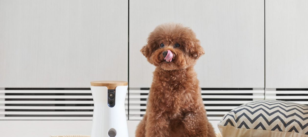 Pet Tech innovadores productos para mejorar el cuidado de tu mascota