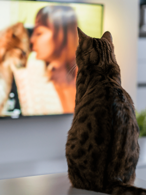 Tres gatos pegados a la pantalla son viral en TikTok
