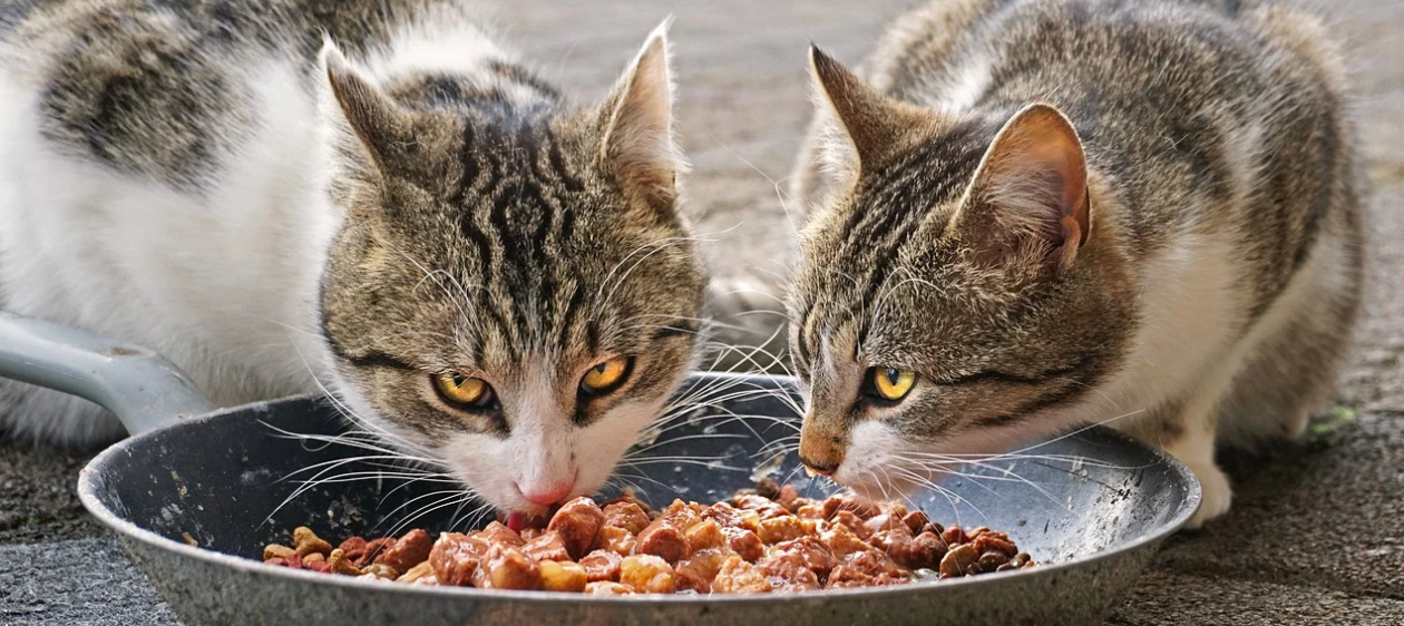 ¡Atención dog y catlovers! los siguientes alimentos podrían poner en peligro a tu mascota