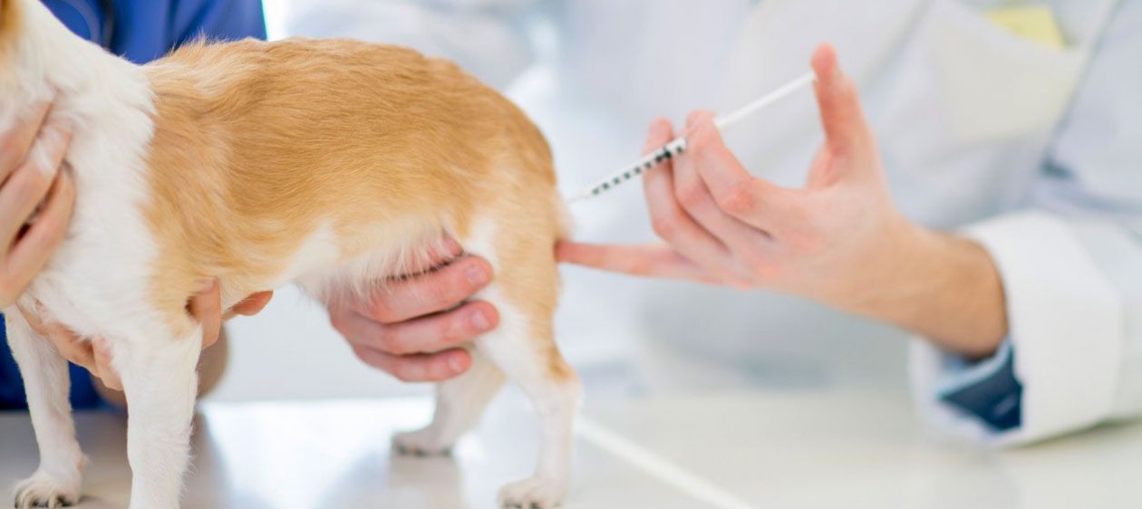 En el Día Mundial de la Vacunación Animal te explicamos por qué hay que tener al día las vacunas de tu mascota