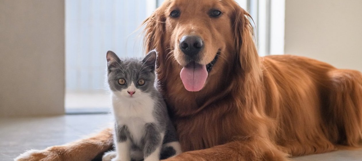 Corte de Santiago prohibió tener mascotas en edificio de Las Condes