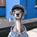 Conoce a Tika The Iggy, la galga influencer que es modelo de Zara