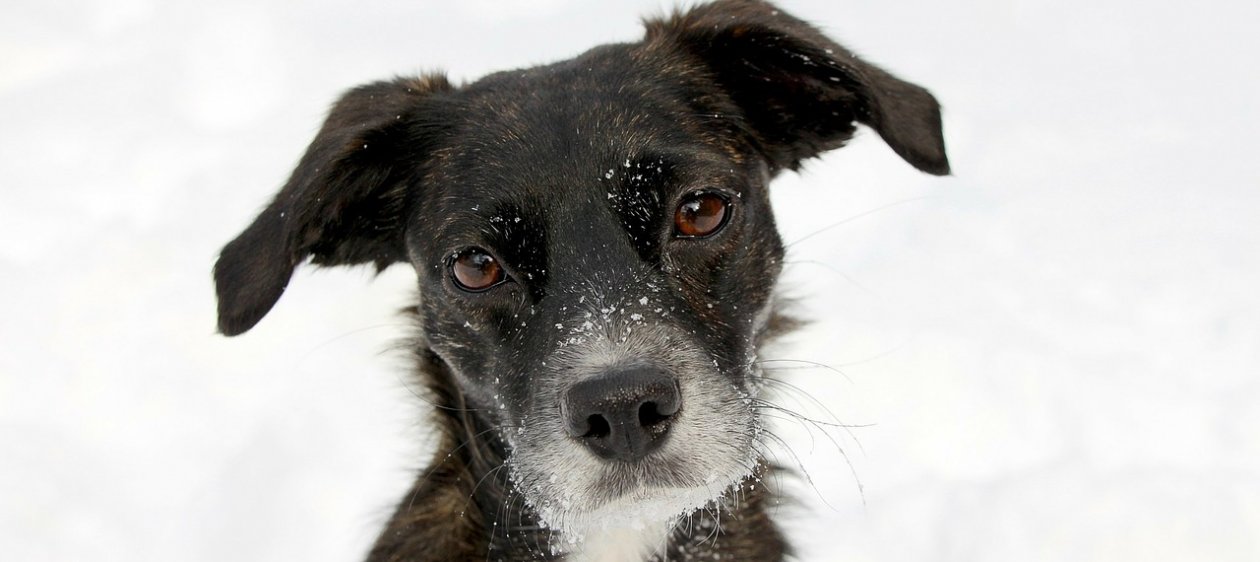 La historia de Fofinho, el perro que salvó a su dueña del ataque de su esposo