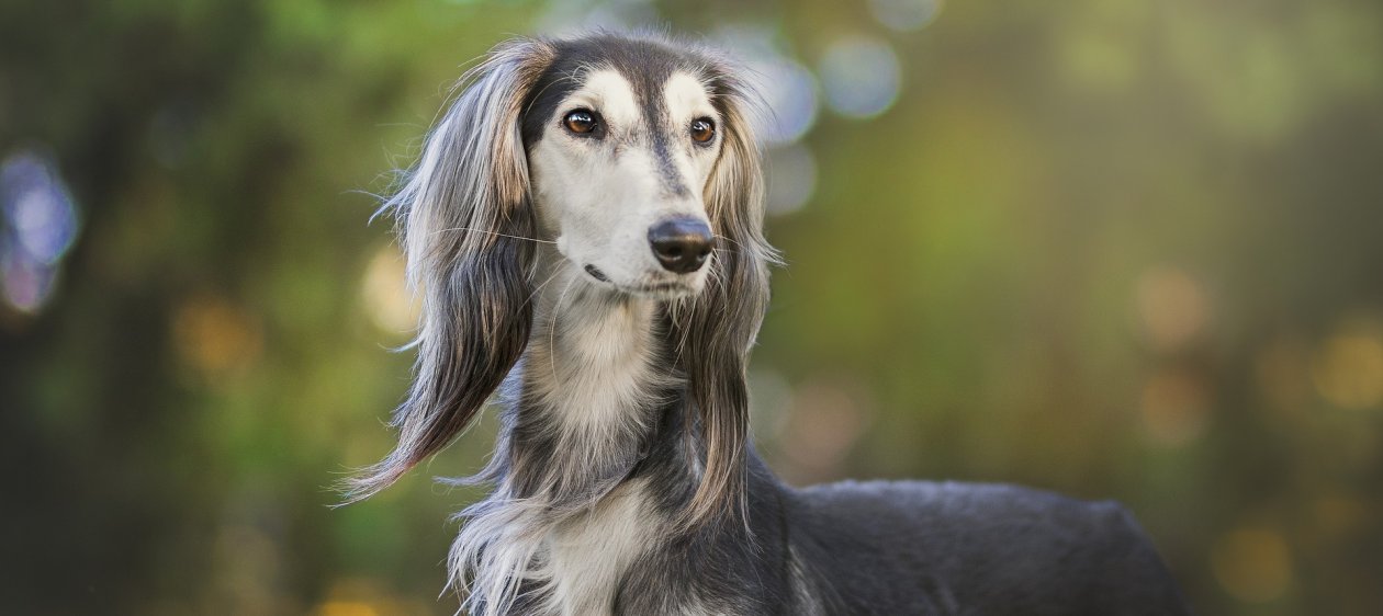 Uno de cada tres dueños no reconocen que su perro tiene sobrepeso