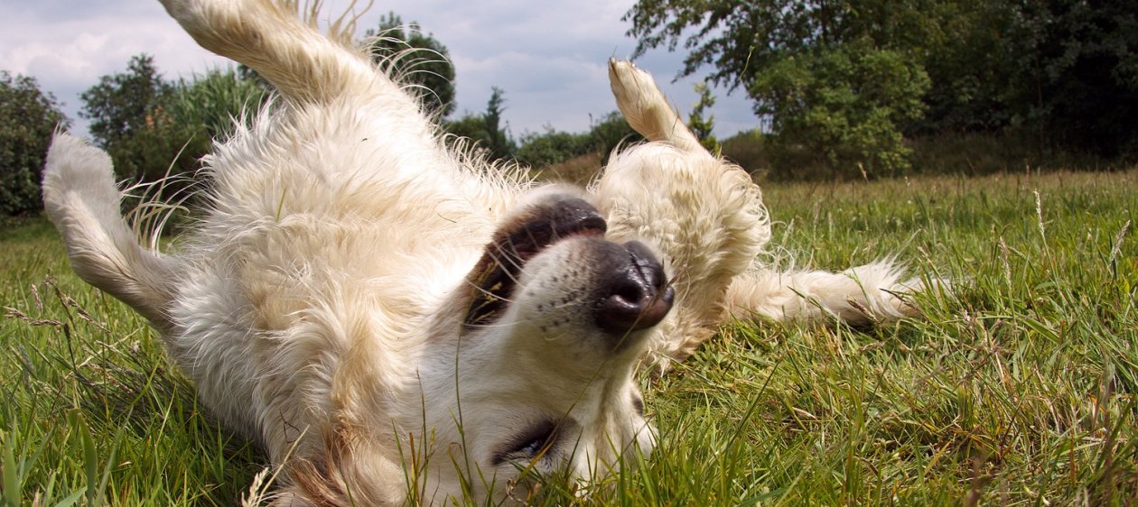 ¿Por qué se revuelcan los perros? Estas son las distintas interpretaciones