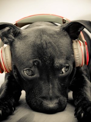 Musicoterapia para mascotas: baja el estrés de tu animal con este novedoso método