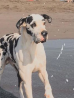 Familia chilena que se fue a vivir a España logró traer a su perro luego de 8 meses de espera