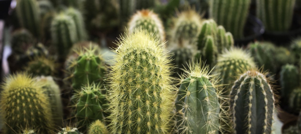 Tendencia: estos son los beneficios del extracto de cactus para tu piel