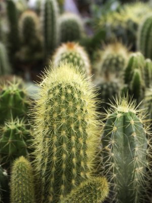 Tendencia: estos son los beneficios del extracto de cactus para tu piel
