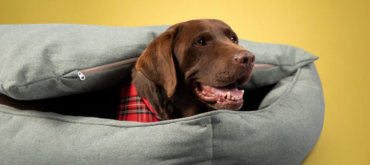 ¡Guau! Regala a tu perrito la mejor experiencia de descanso