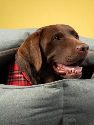 ¡Guau! Regala a tu perrito la mejor experiencia de descanso