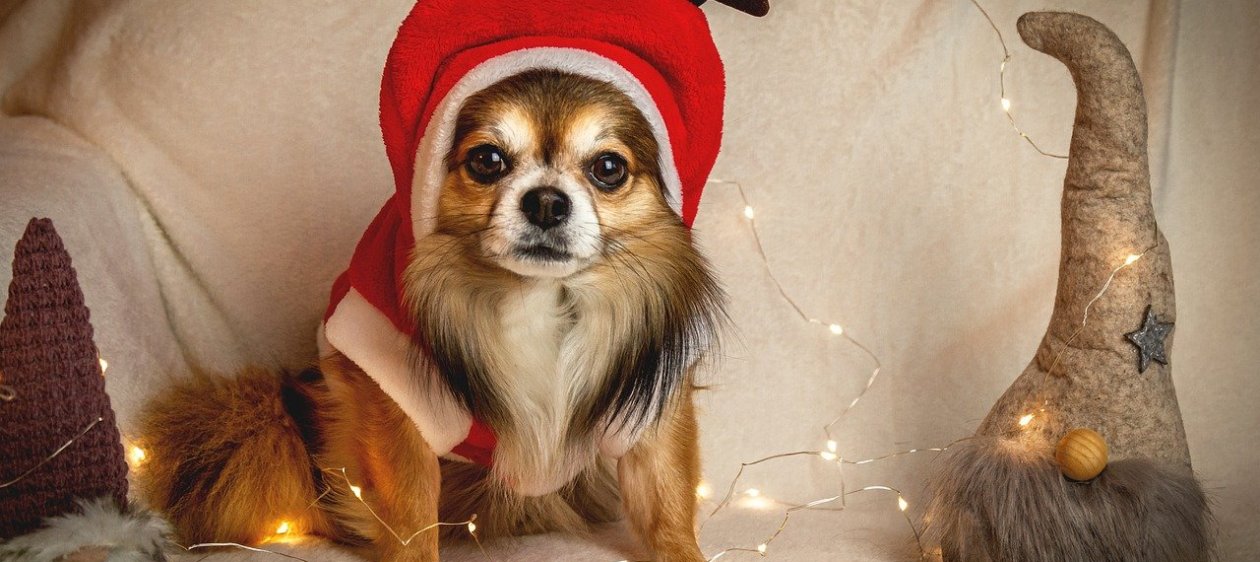 Comprando este regalo navideño estarás ayudando a los animales abandonados
