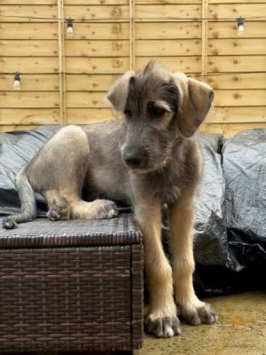 ¡65 kilos de amor! Arlo, el cachorro más grande registrado en Instagram