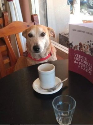 Conoce al perrito callejero que acompaña a los solitarios en un bar argentino