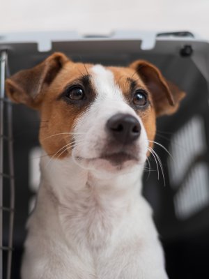 Organización que ayuda a perros callejeros realizará jornada de adopción durante el fin de semana