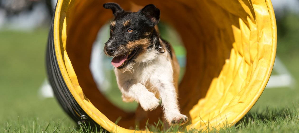 #CONCURSOM360 Te invitamos al evento canino más importante de de Sudamérica