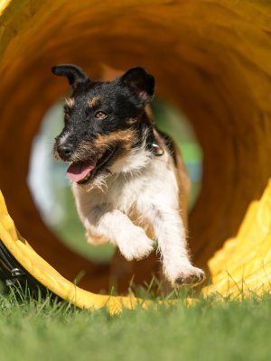 #CONCURSOM360 Te invitamos al evento canino más importante de de Sudamérica