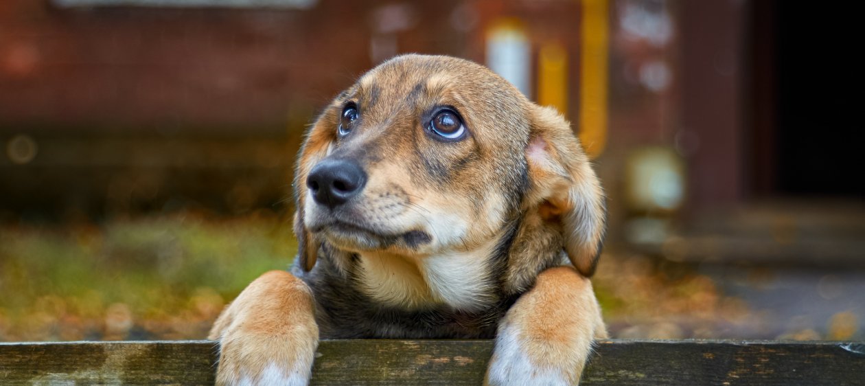 La primera startup chilena que va en ayuda de los animales abandonados