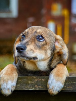 La primera startup chilena que va en ayuda de los animales abandonados