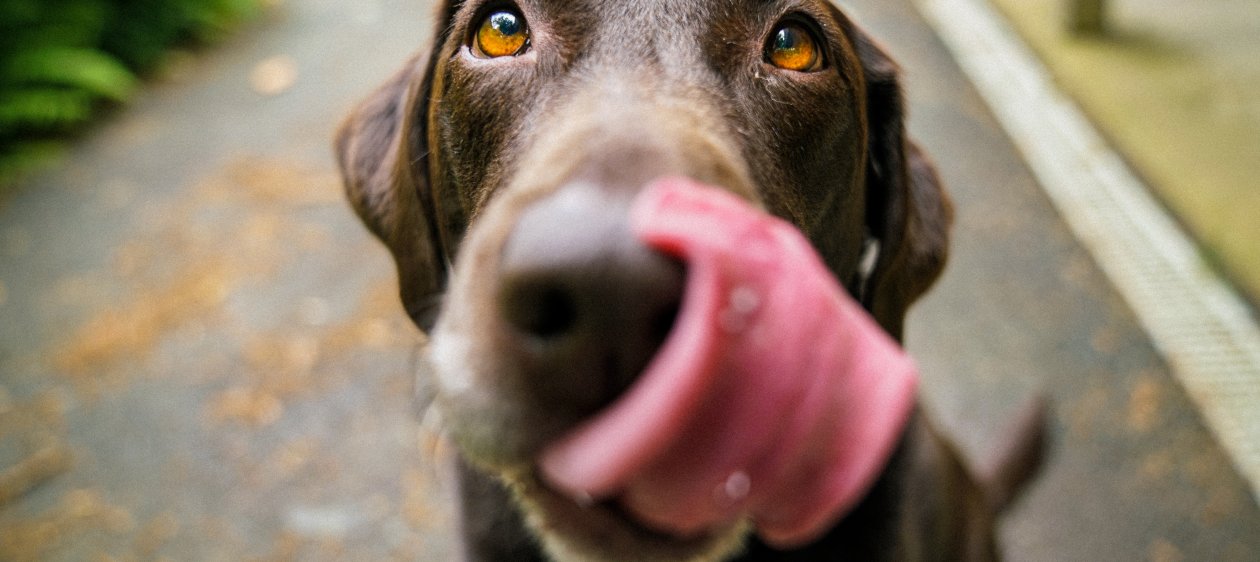 Día Mundial del Perro ¡No llegues a casa sin un snack para tu peludo!