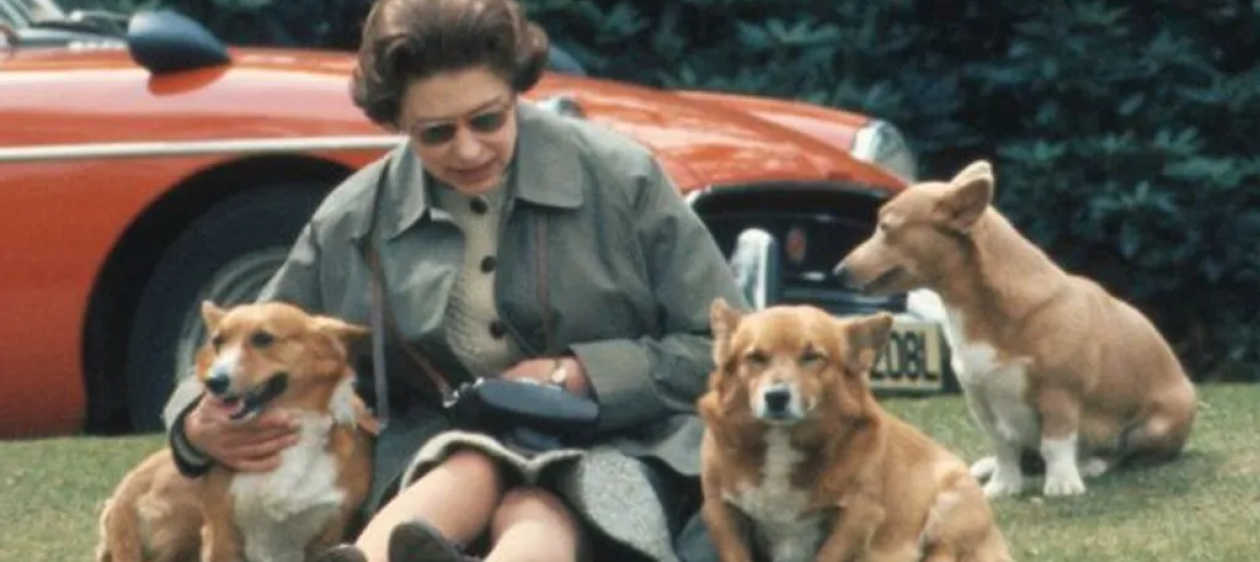 Actualizan el estado de los corgis de la Reina Isabel II