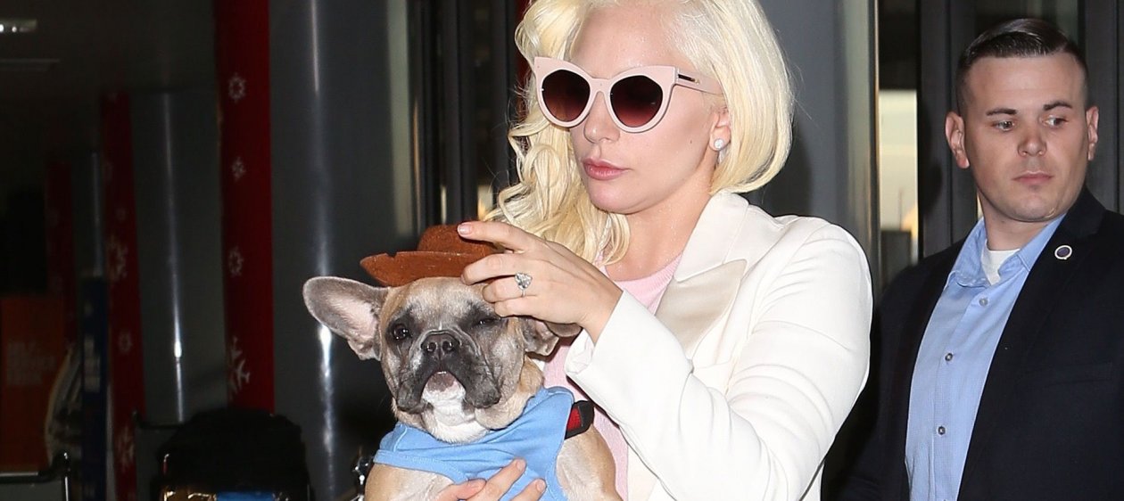 Hombre que secuestró a los perros de Lady Gaga fue condenado