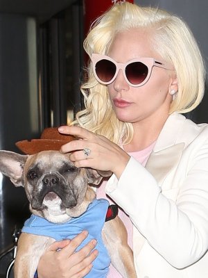 Hombre que secuestró a los perros de Lady Gaga fue condenado