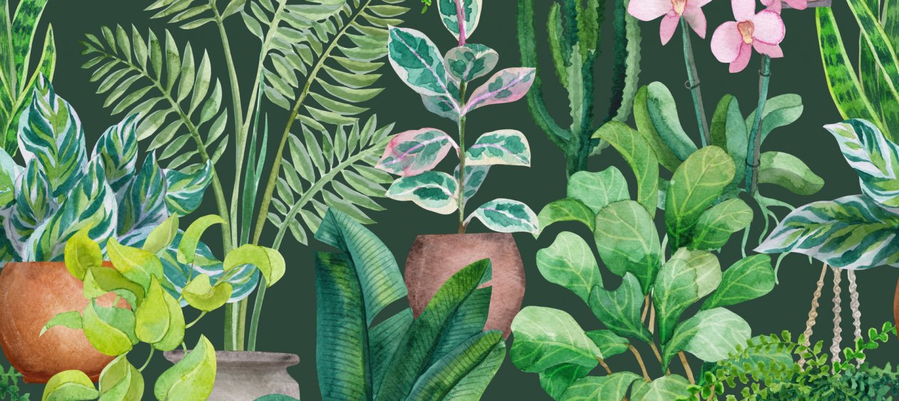 Descubre cómo estas 3 plantas pueden transformar tu hogar en un oasis verde