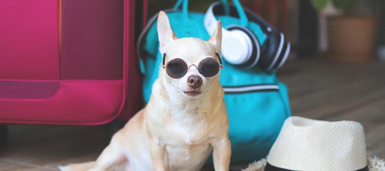 Resorts para mascotas: la nueva tendencia de viajes