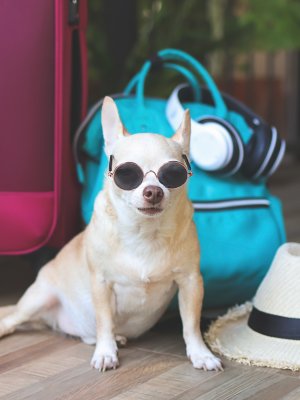 Resorts para mascotas: la nueva tendencia de viajes