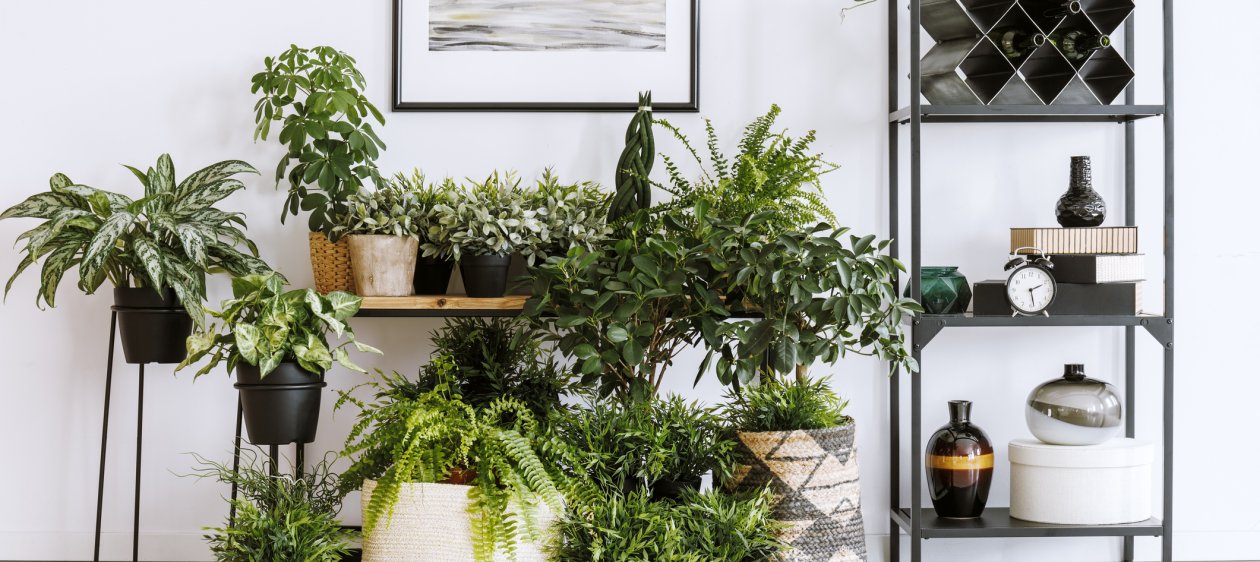 #CONCURSOM360 | Cuida tus plantas en invierno