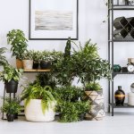 #CONCURSOM360 | Cuida tus plantas en invierno
