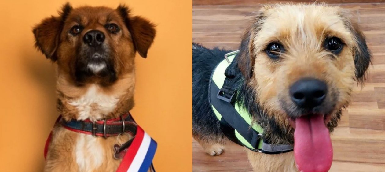 ¡Exige eliminación! Perro del Pdte. Boric dice NO al maltrato animal en Gran Hermano Chile