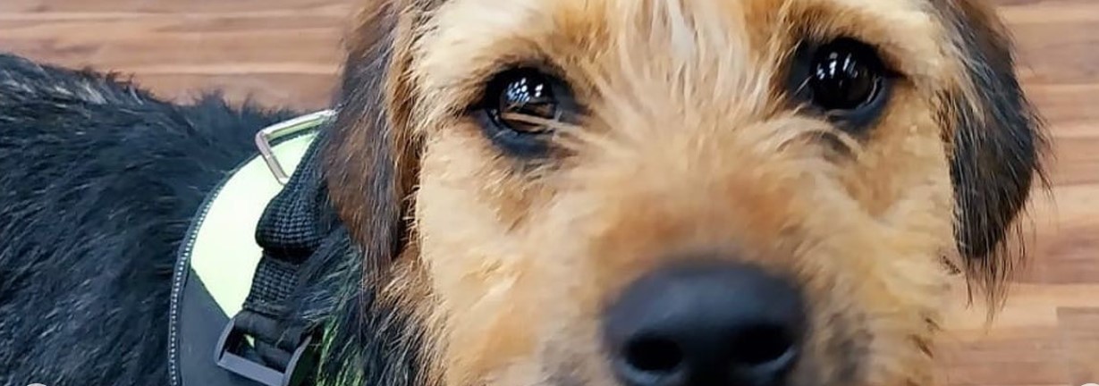 #FreeBigote: Tuiteros reaccionan a descuido que afectó al perrito de Gran Hermano