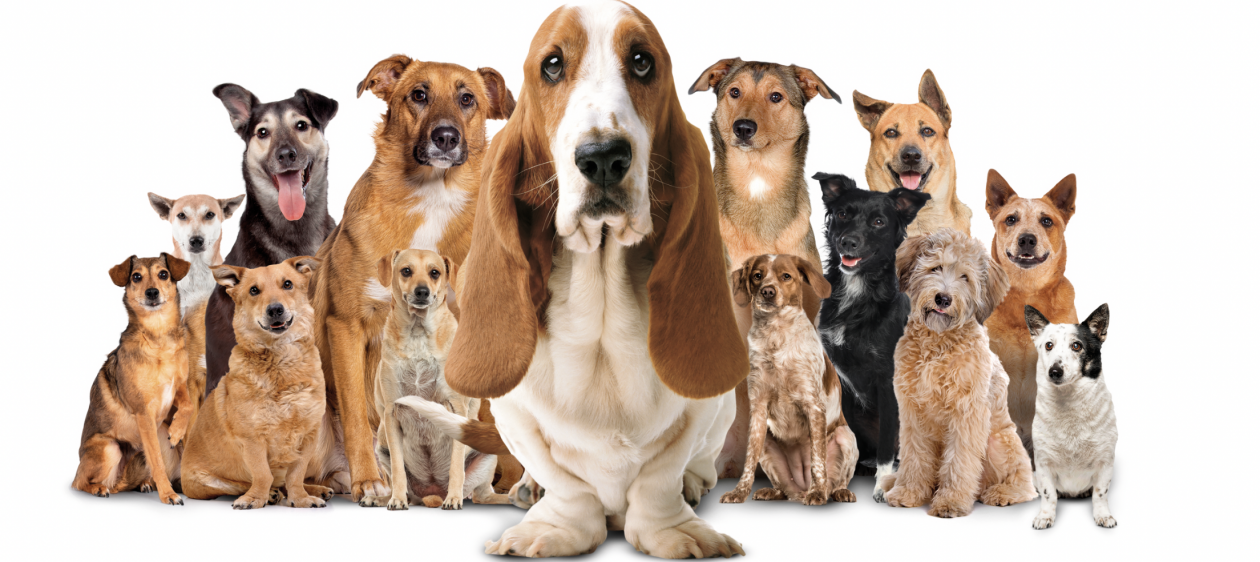 Icónico perrito de reconocida marca de zapatos posa junto a decenas de canes en adopción