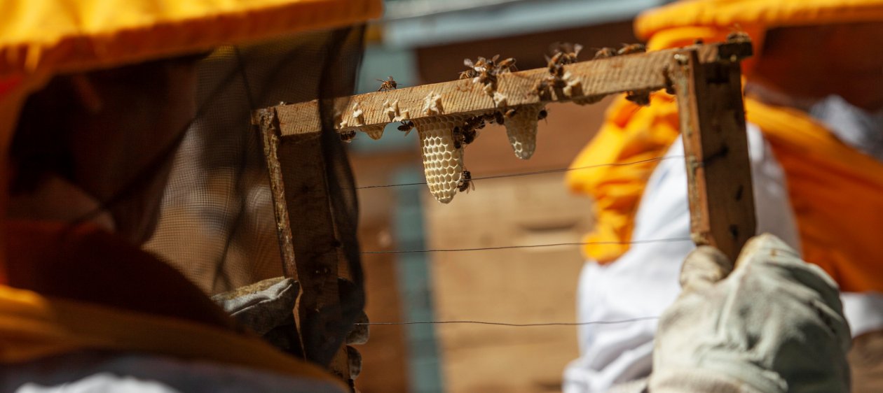 Operación rescate: Imparten nuevo curso digital y presencial para evitar la extinción de las abejas en el país