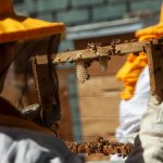 Operación rescate: Imparten nuevo curso digital y presencial para evitar la extinción de las abejas en el país