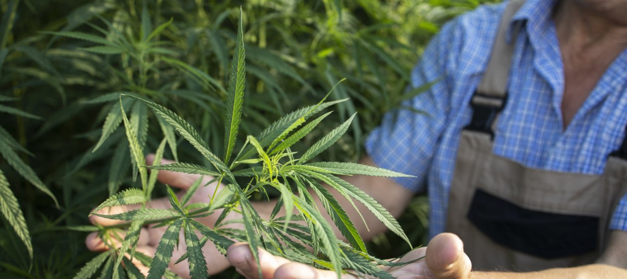 Nuevos estudios advierten los riesgos que podría traer el consumo de marihuana para el corazón