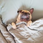 Investigación concluyó que perros no duermen por pensar en sus problemas